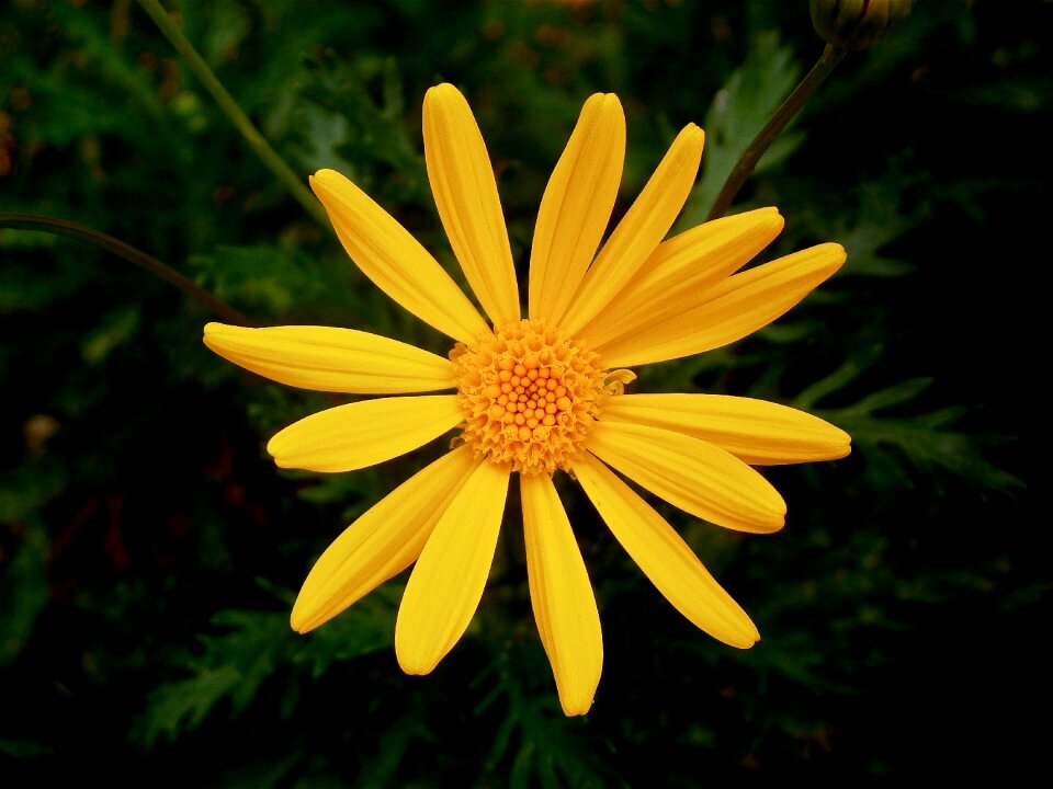 Autumn nature vegetable