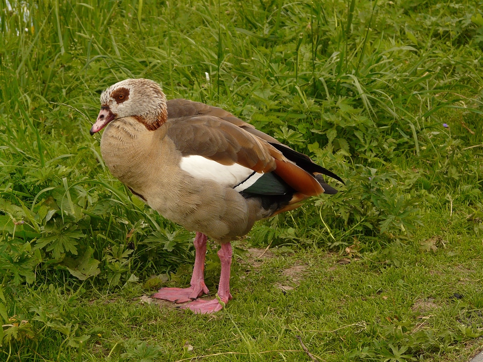 Half goose water bird afrotropische entenvogel