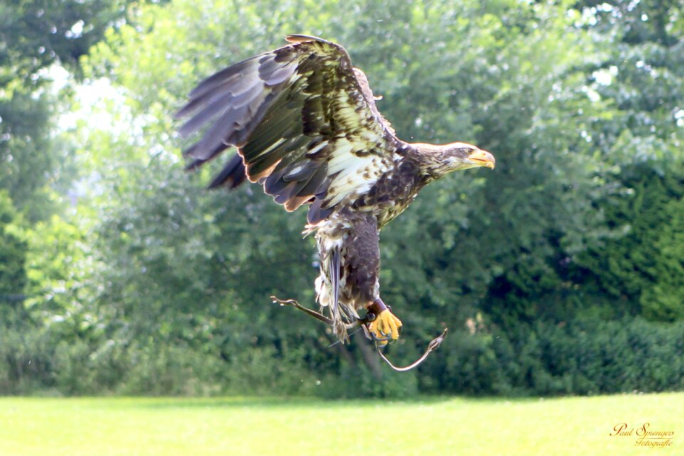 Eagle white tailed eagle bald eagle