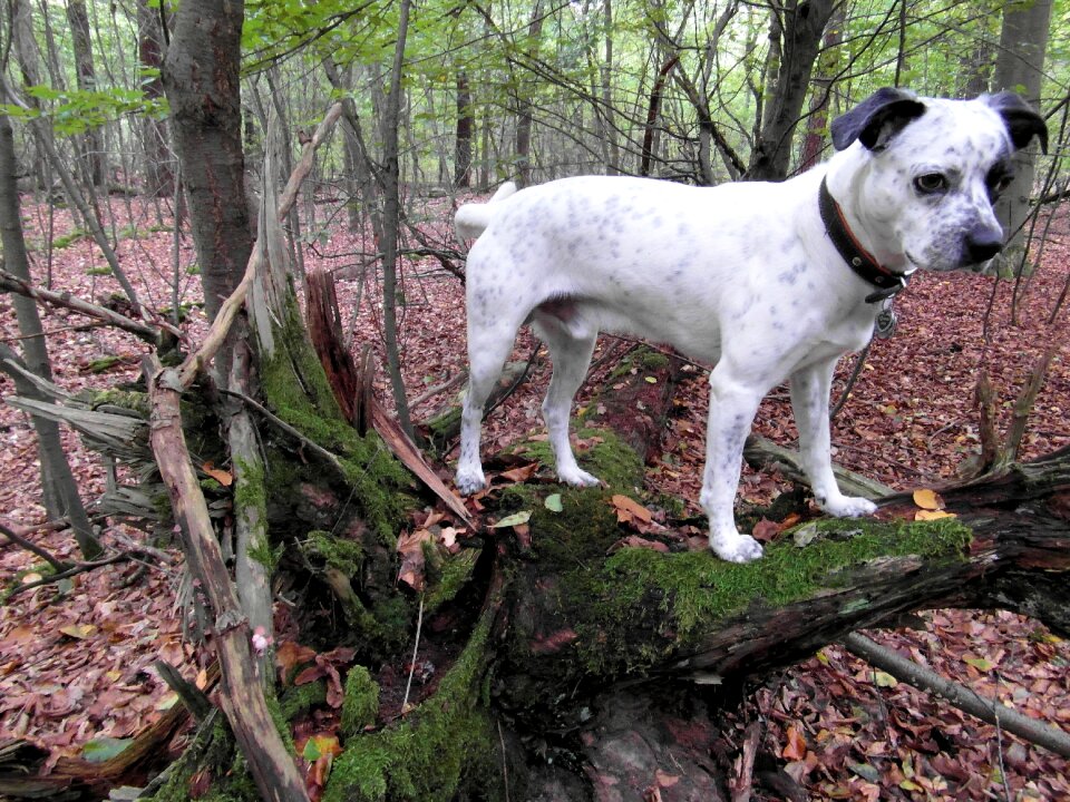 Black guard dog watch