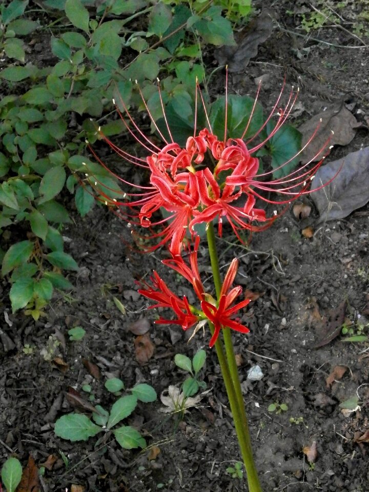 Red flowers autumn flowers licorice