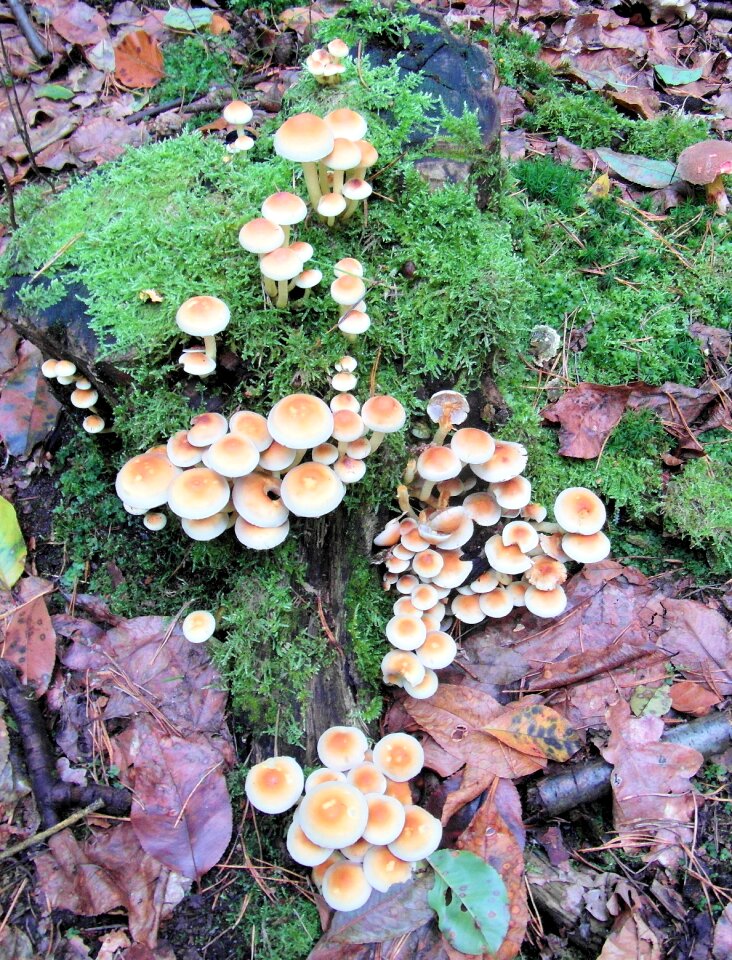 Sponge tree stump moss