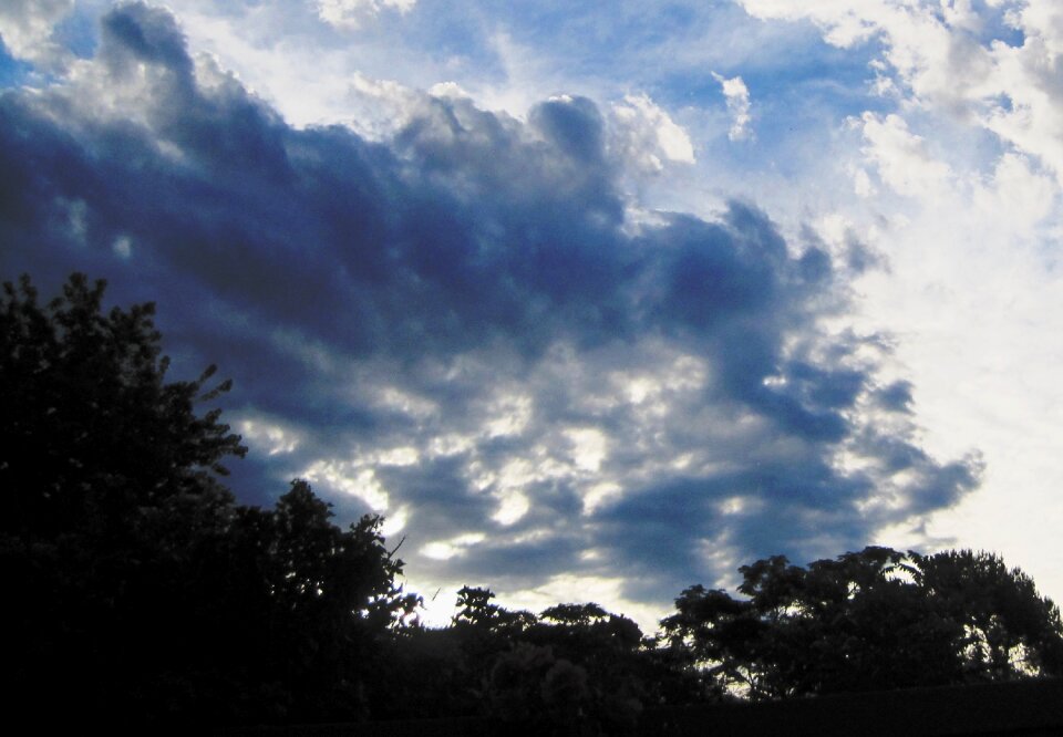 Bush and trees sky atmosphere