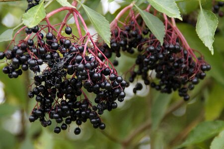 Berries ripe sweet
