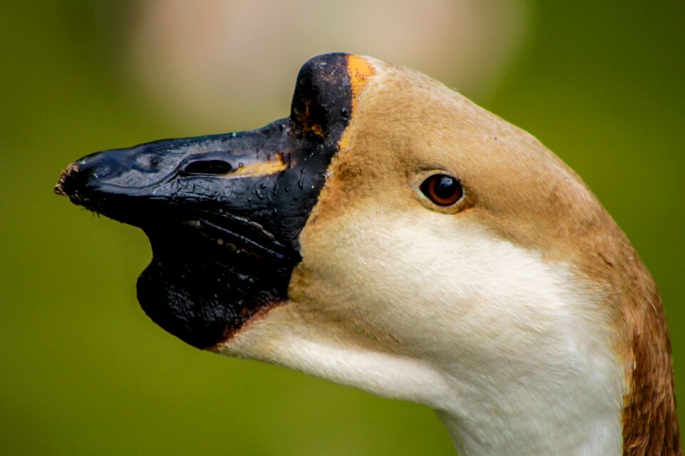 The head of the closeup the nose