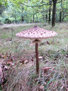 Mushroom forest autumn photo