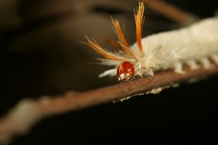 Worm white orange