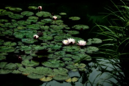 Nuphar nature water