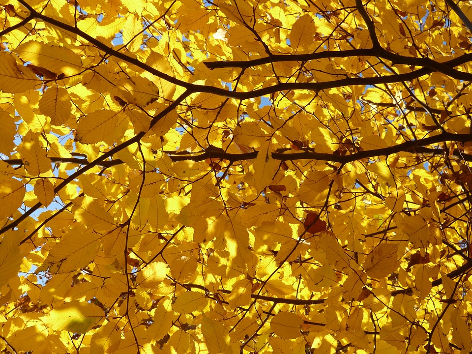 Birch greenhouse betulaceae golden autumn