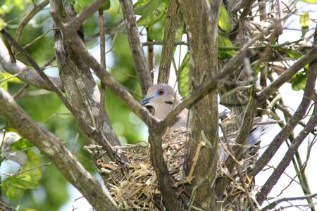 Nest bird breeding photo