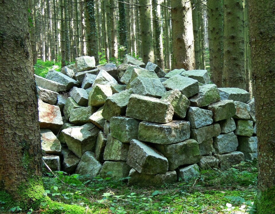 Trees nature garbage
