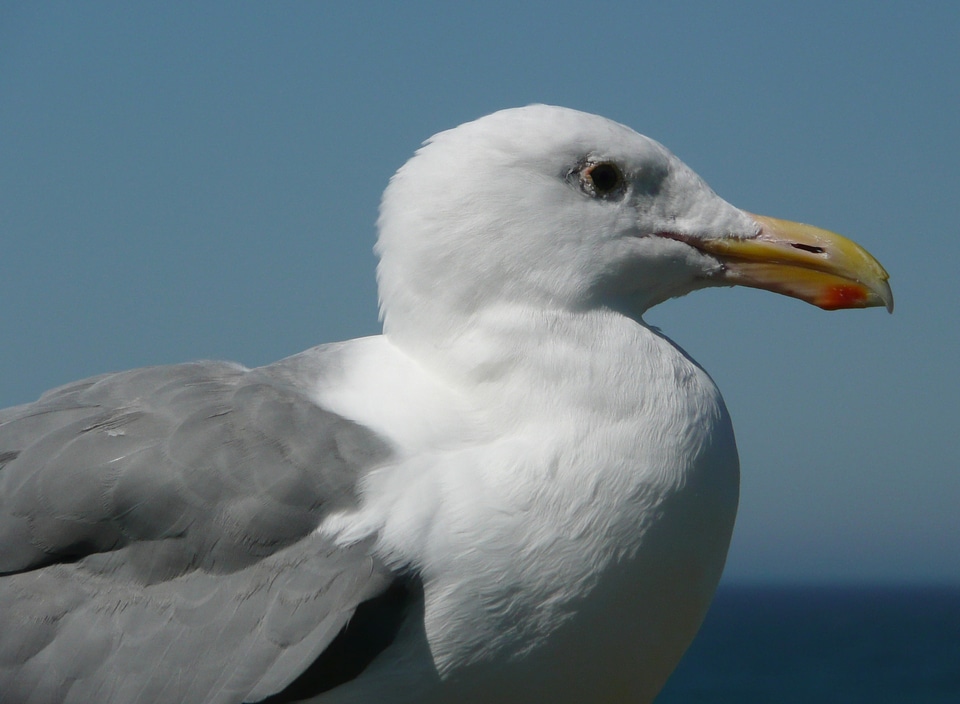 Animal feathered gull