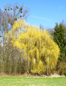 Trees weeping willow landscape photo