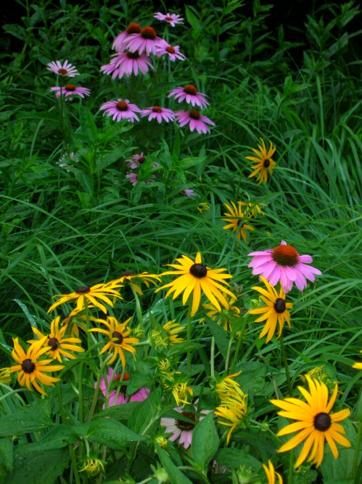Pink brown eyed susanne black eyed susan