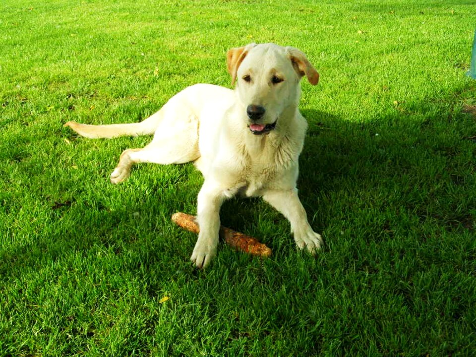 Dog outdoors animal