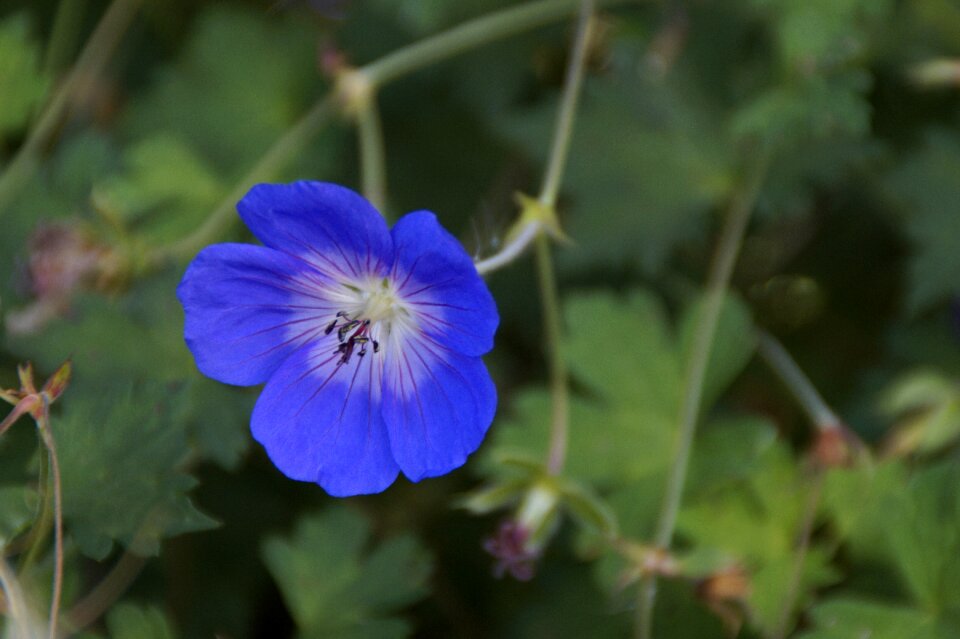 Blue summer ground cover photo