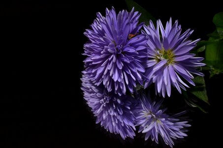 Aster flower purple photo