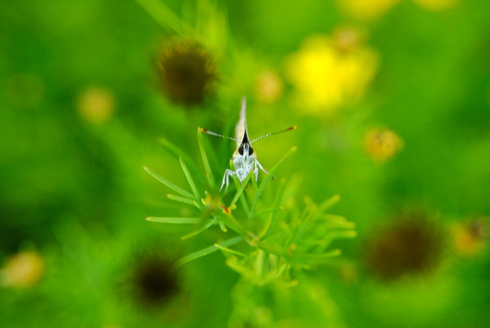 Insect macro nature
