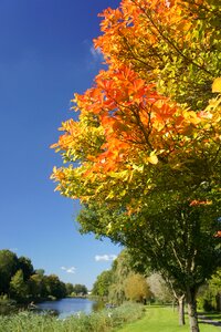 Leaves colors nature photo