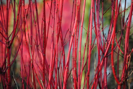 Plant shrubs red
