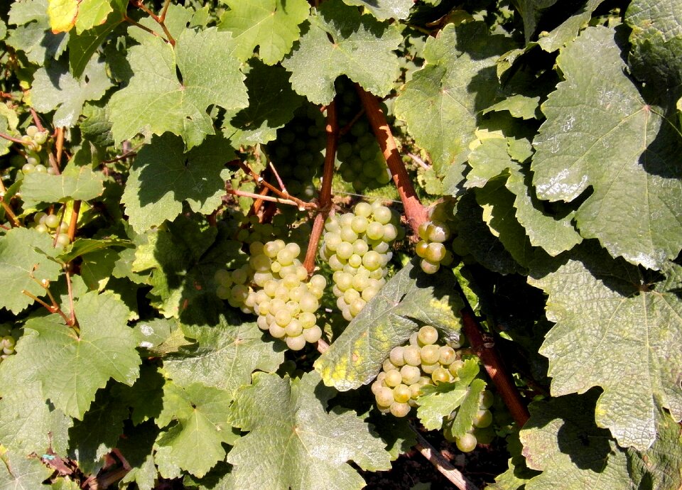Vintage wine harvest grapes