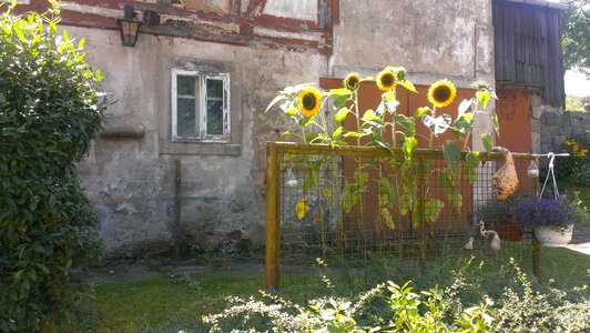Yellow plant old house