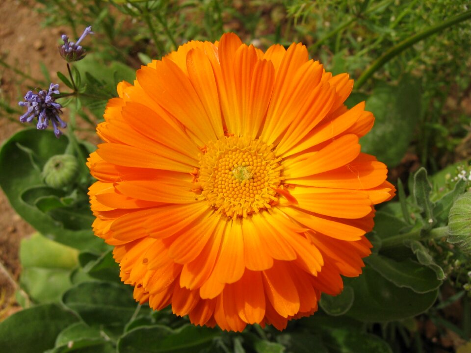 Malta orange flower orange