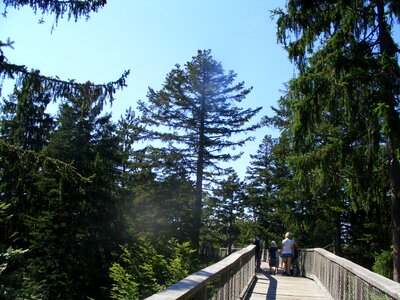 Boardwalk tree trail forest