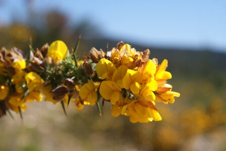 Spring yellow skewer