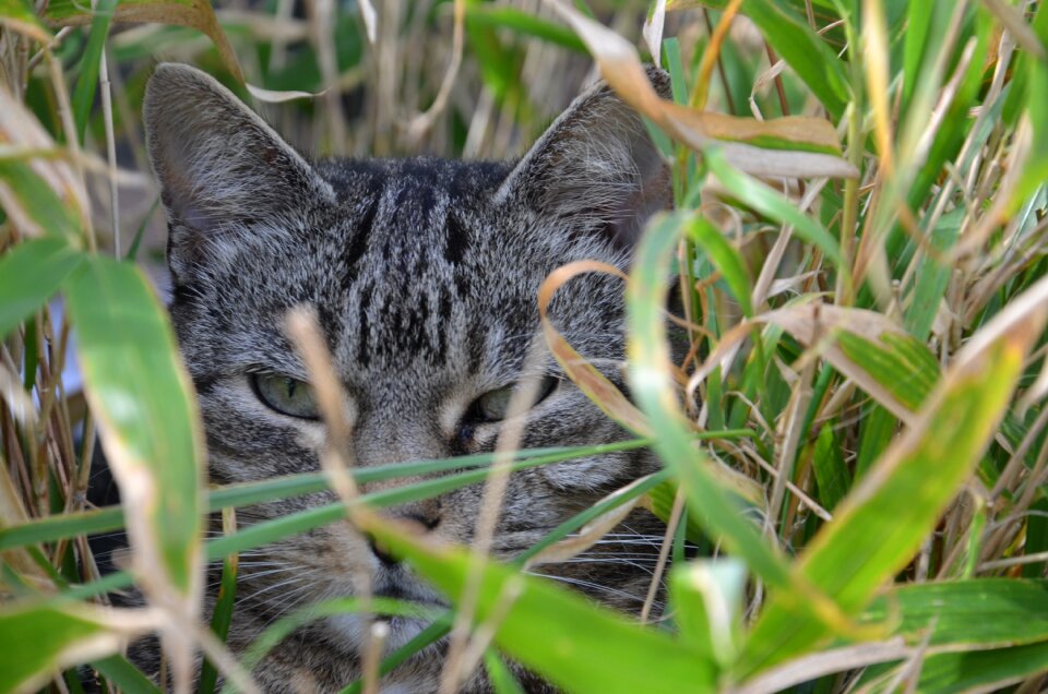 Cat face cat's eyes cute cat