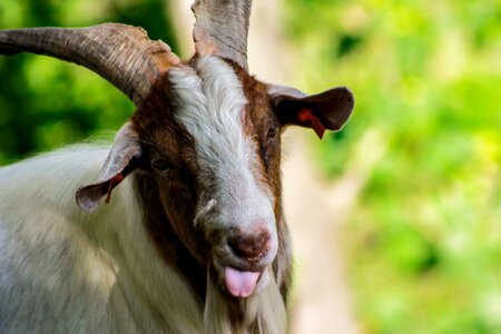 Horns mammals language