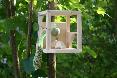 Sparrow schwalbe bird