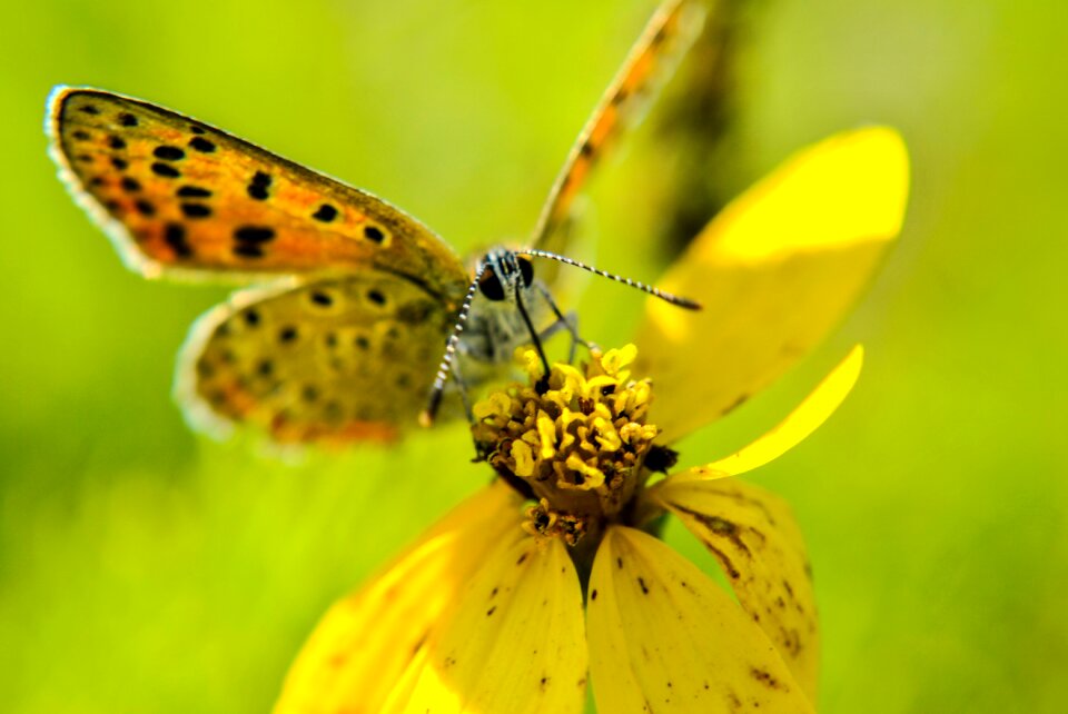 Summer butterfly wings photo