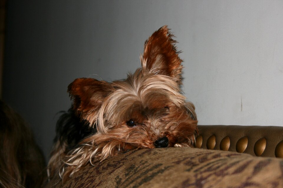 Pet canine yorkshire terrier
