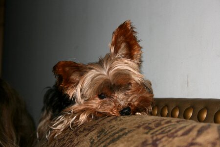 Pet canine yorkshire terrier photo