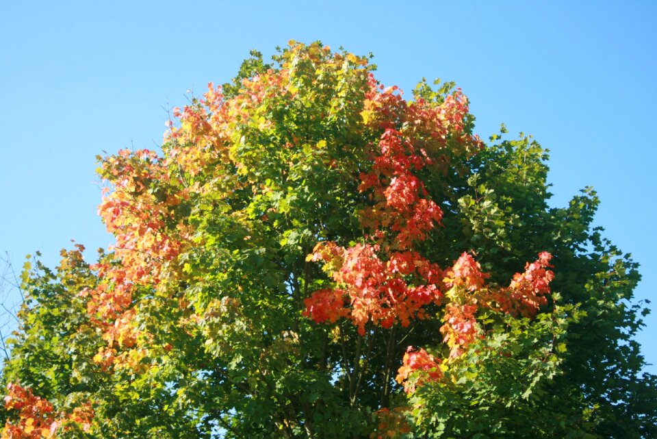 Colored color landscape