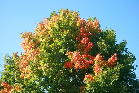 Colored color landscape