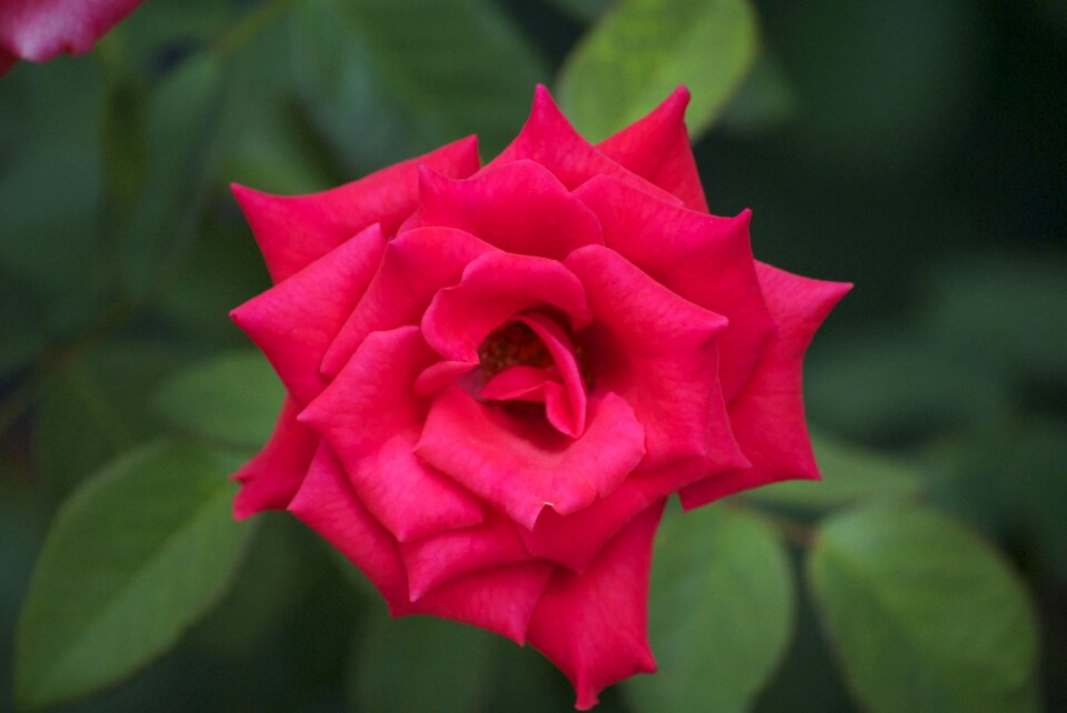 Red rose flower nature