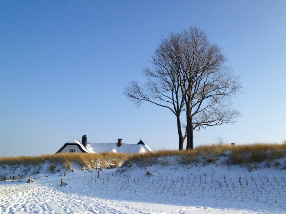 Snow tree housetop