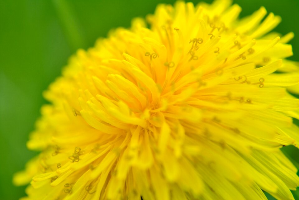 Summer bloom blooms