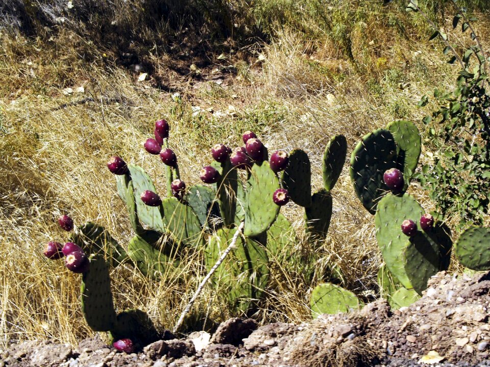 Desert hot dry photo