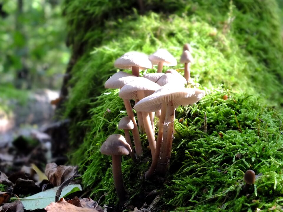 Log moss macro