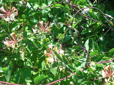 Honeysuckle oerd nature