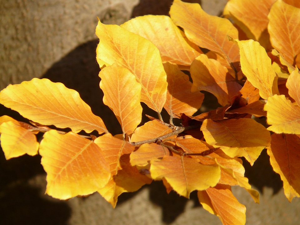 Deciduous tree golden autumn golden october