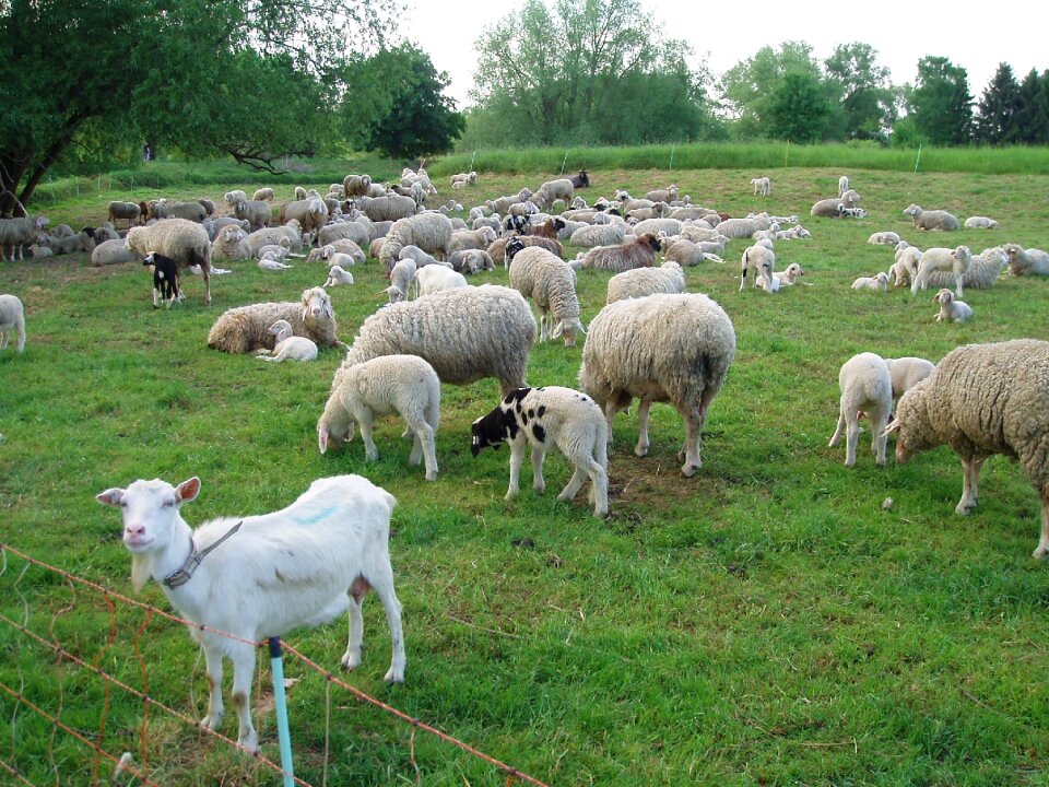 Animals flock of sheep nature