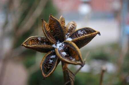 Nature winter dried flower photo