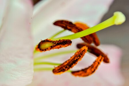 Orchid orchid like orchidales