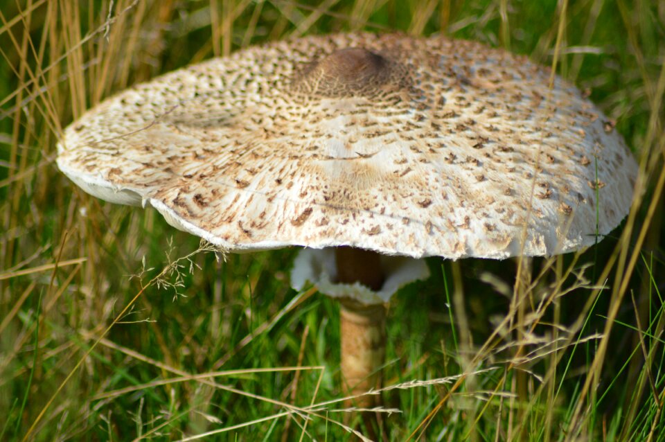 Mushroom plant forest