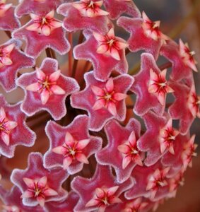 Tiny hoya shades of pink