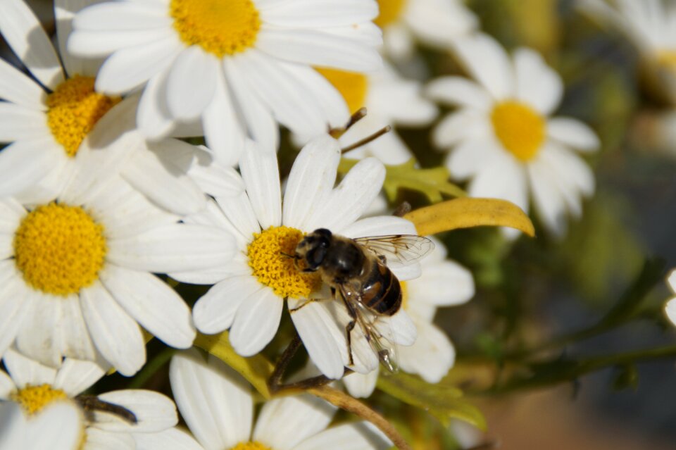 Blossom bloom food intake